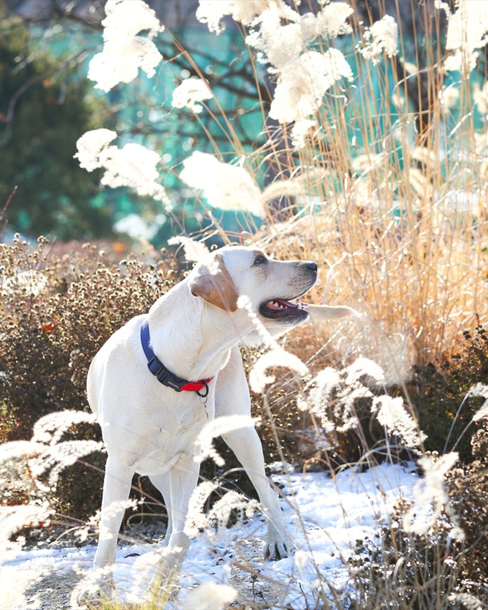 Witte labrador met een Boondog Original Halsband in Navy, tussen bevroren pluimgras