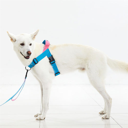 0109 Martingale Harness in gebruik