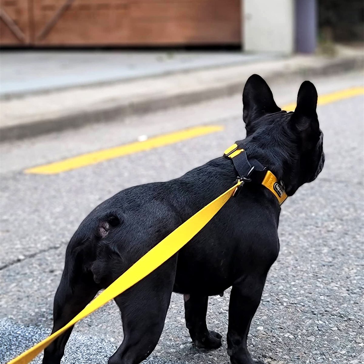 Martingale Collar in gebruik