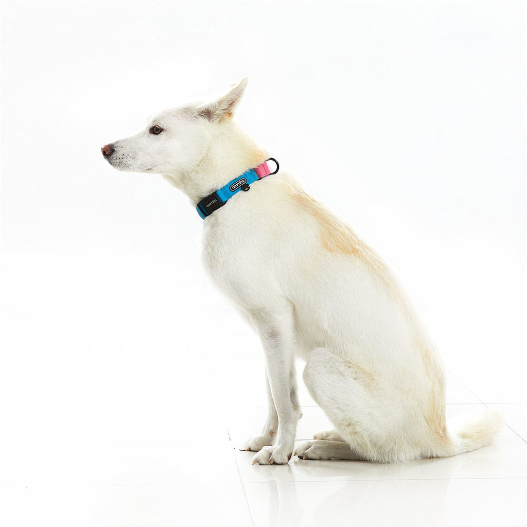 Martingale Collar in gebruik
