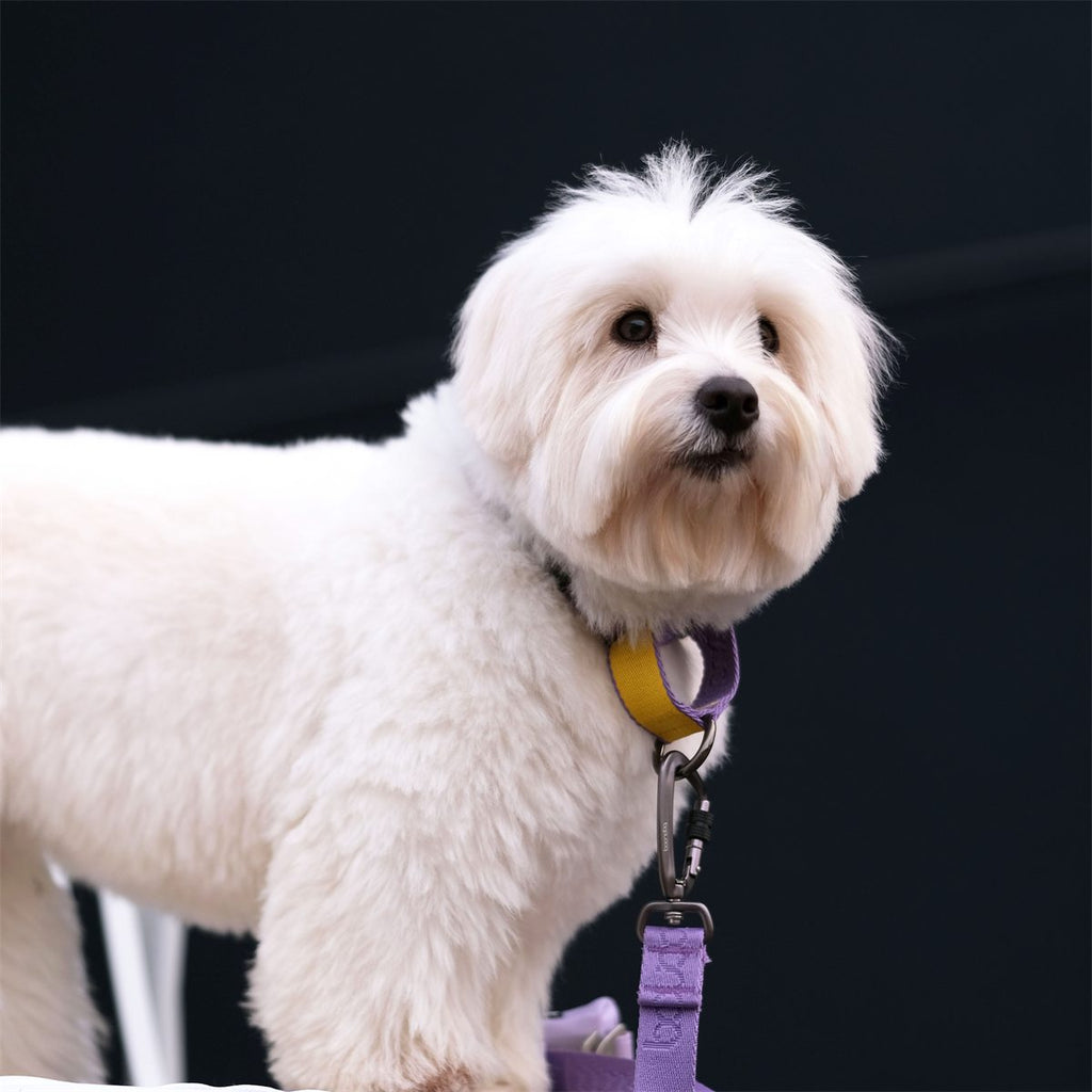 Martingale Collar in gebruik