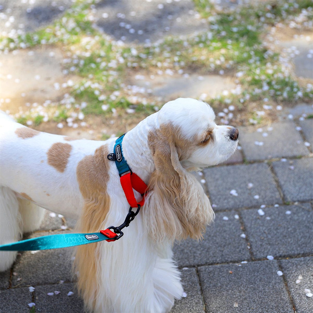 Martingale Collar in gebruik
