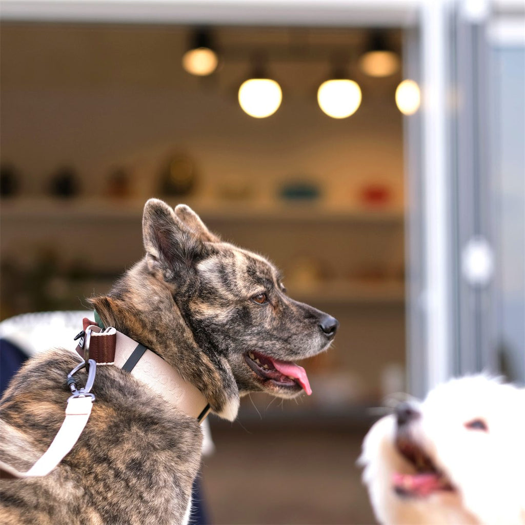 Martingale Collar Wide in gebruik