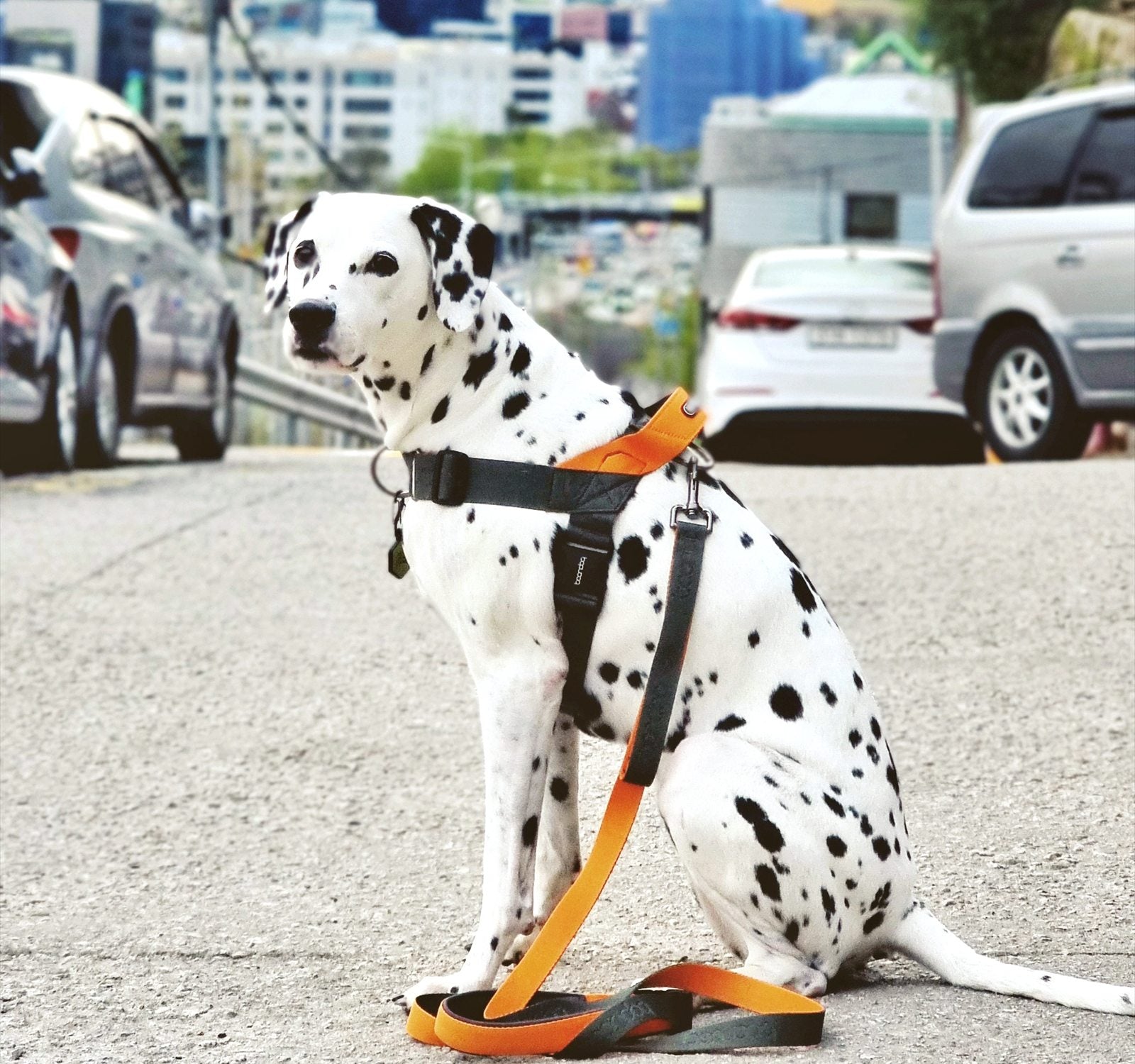 Dalmatiër zit langs de weg in een Boondog martingale-harnas met bijpassende riem in Khaki/Orange